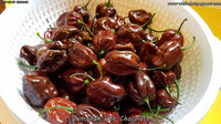 Jamaican Hot Chocolate - Pepper Seeds - White Hot Peppers